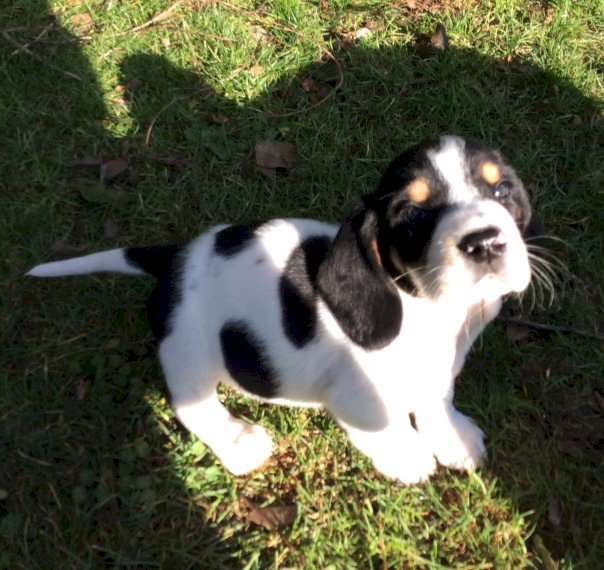 Cachorro de raza basset hound bicolor disponible en adopcion gratuita