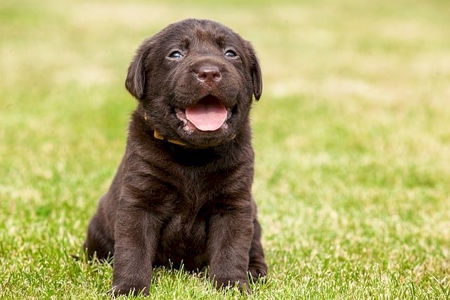 Labrador retriever chocolate cachorro de 2 meses en adopcion
