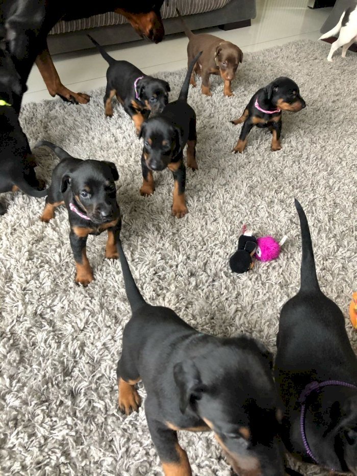 Doberman puppies negro de 3 meses en venta