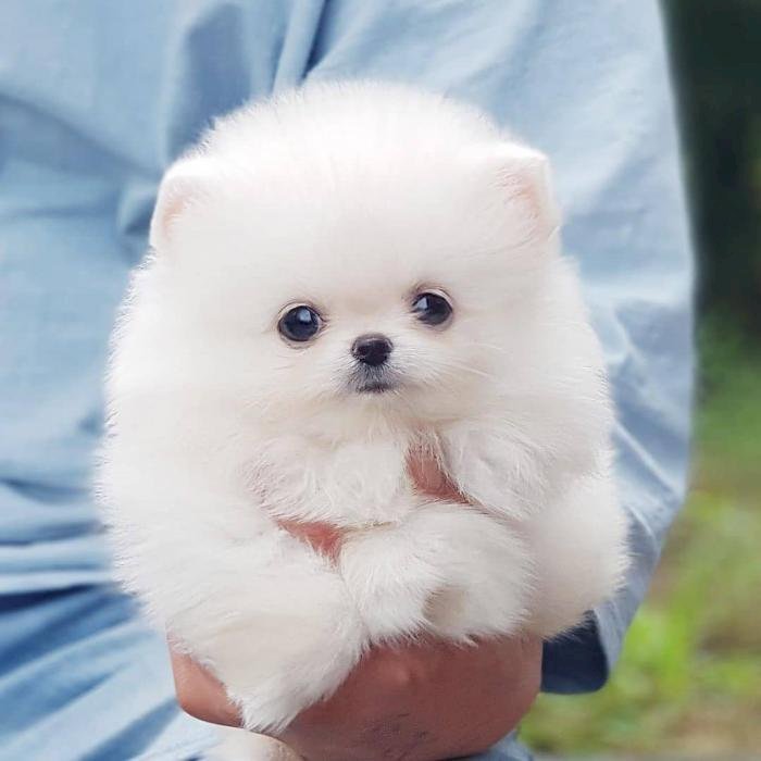 Pomerania blanco mini cara de oso raza pura a la venta