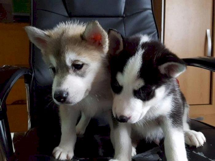 Venta cachorros husky siberiano de color negro, blanco y marron