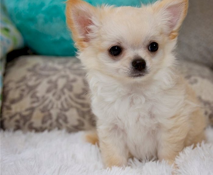 Chihuahua blanco en venta cachorro adorable en busca de un hogar
