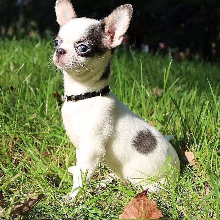 hermoso cachorro Chihuahua recien nacido en adopcion