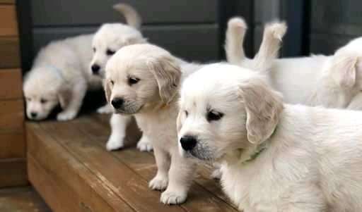 En venta Hermosos cachorros de pura raza perro labrador retriever precio negociable disponible