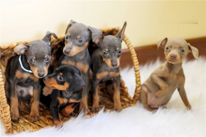 Venta de cachorros pinscher terrier mini toy negros y dorado