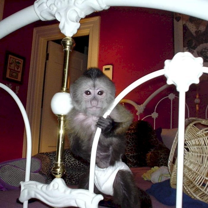 Mono capuchino de mascota en venta cabeza dura cara blanca precio de costo