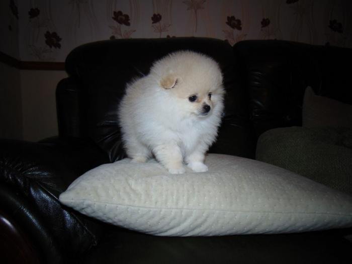 Perro Pomerania Blanco  Cerca de mi ubicación En Venta Cachorro Disponible