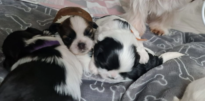 Shih tzu tibet macho y hembra de raza barato en venta