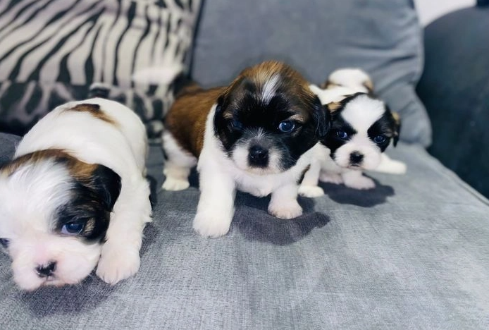 Shih tzu toy macho y hembra de raza barato en venta