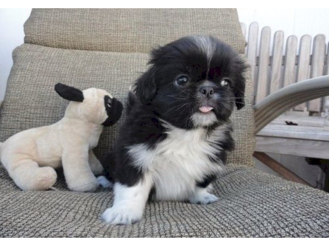 Hermoso pekingese cachorro mini de 2 meses en muy buen precio de venta