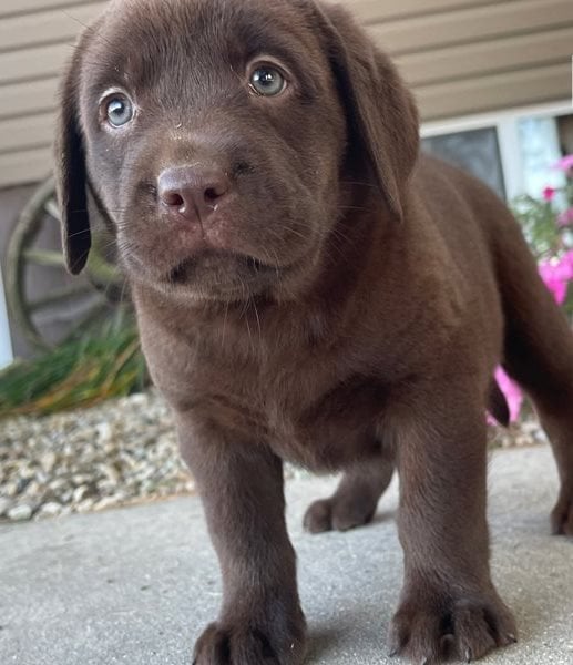 Venta de labrador retriever disponibles al mejor precio