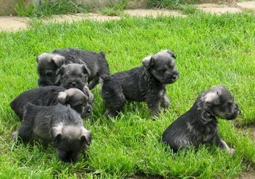 Cachorros schnauzer miniatura en adopcion gratis