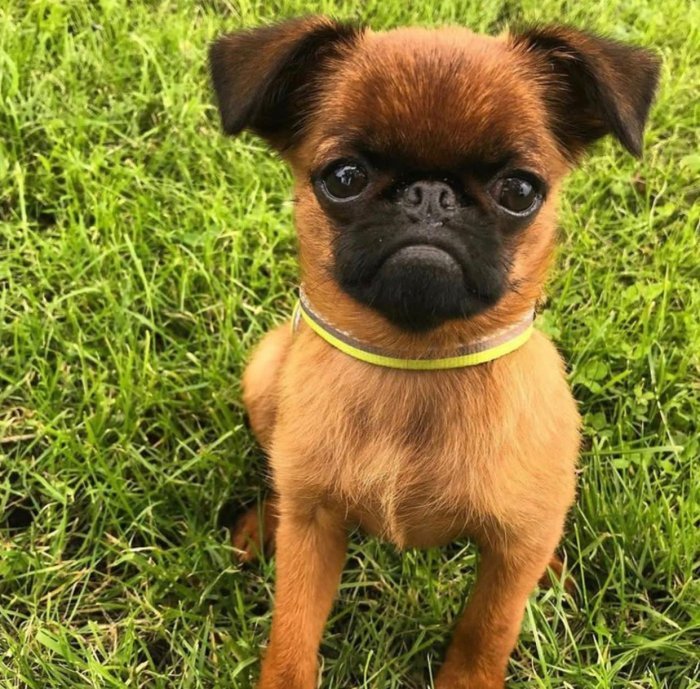 brussels griffon dog en adopcion gratis