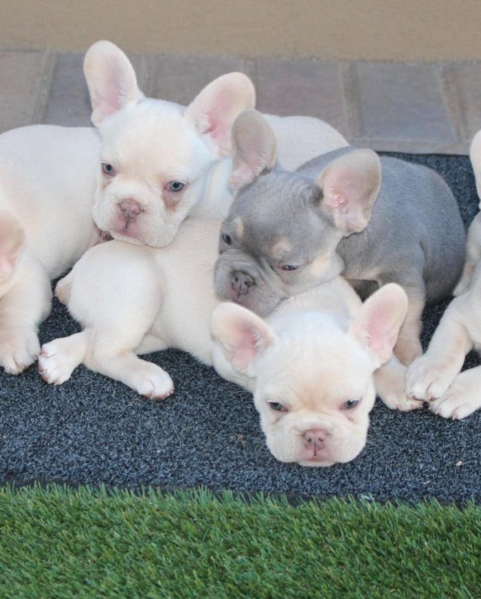 Bulldog francés blanco orejas caídas en venta