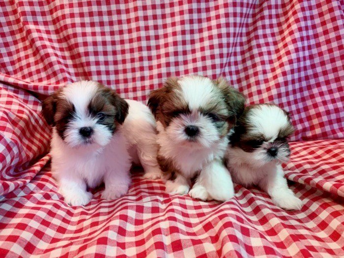 Raza de perros shih tzu miniatura blancos en adopcion gratis