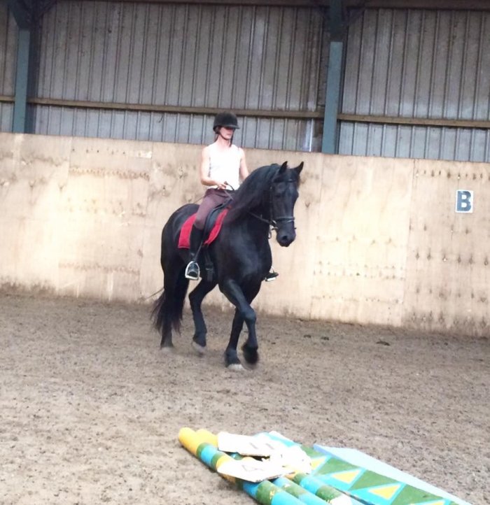 Caballo frisón bolones de ensueño de 5 años en venta