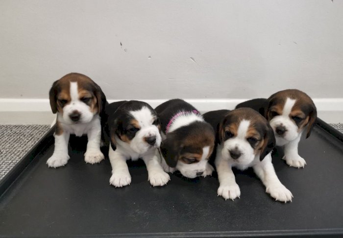Cachorros beagle para adoptar registro akc