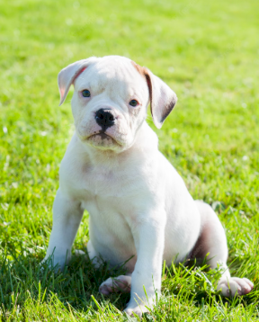 Perro cachorro bulldog americano para la venta