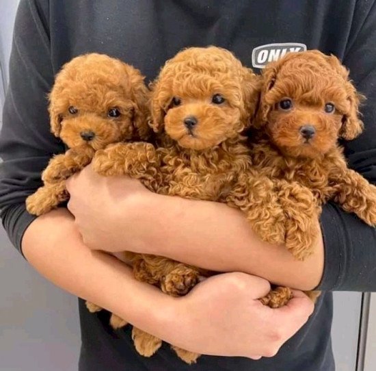 Cachoros de toy bebe caniche poodle en adopcion