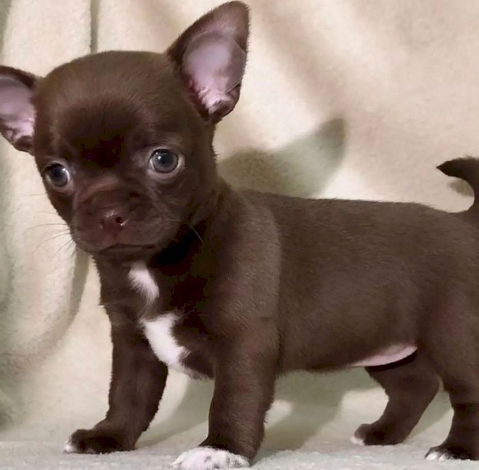 Chihuahua cabeza de manzana bebe de raza original en buen precio de venta