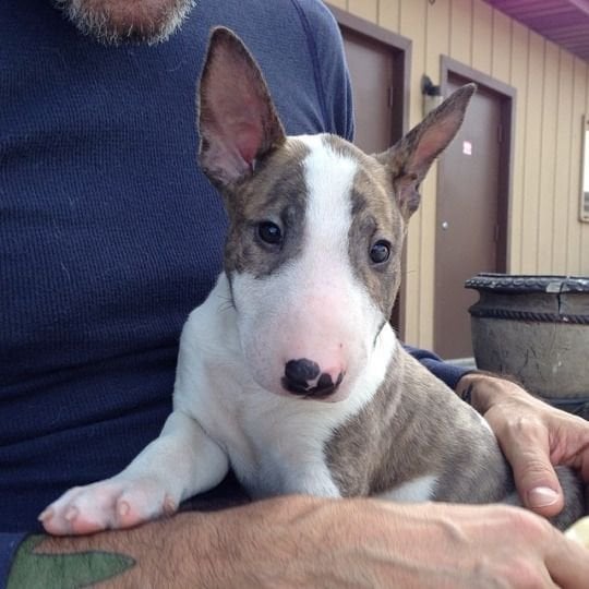 Fantásticos cachorros teacup bull terrier disponibles