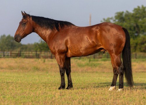 Vendo cuarto de milla fancy bay ranch grupo