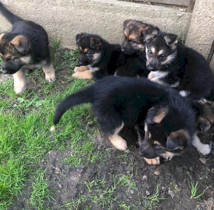 Cachorros pastor aleman perros americanos entrenados para la venta