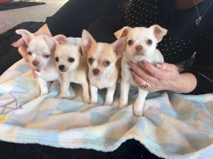 Chihuahua cachorros cabeza de manzana color blanco en venta