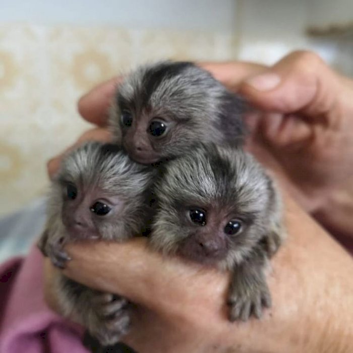 Venta de mono titi pigmeo bebe machos y hembras disponibles