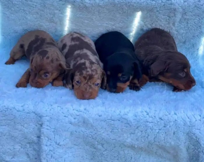 Dachshund bebes de 3 meses para venta