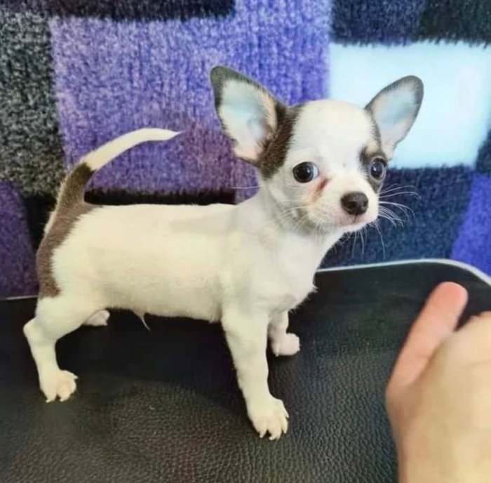 Royal canin mini chihuahua bebe macho de raza en adopcion