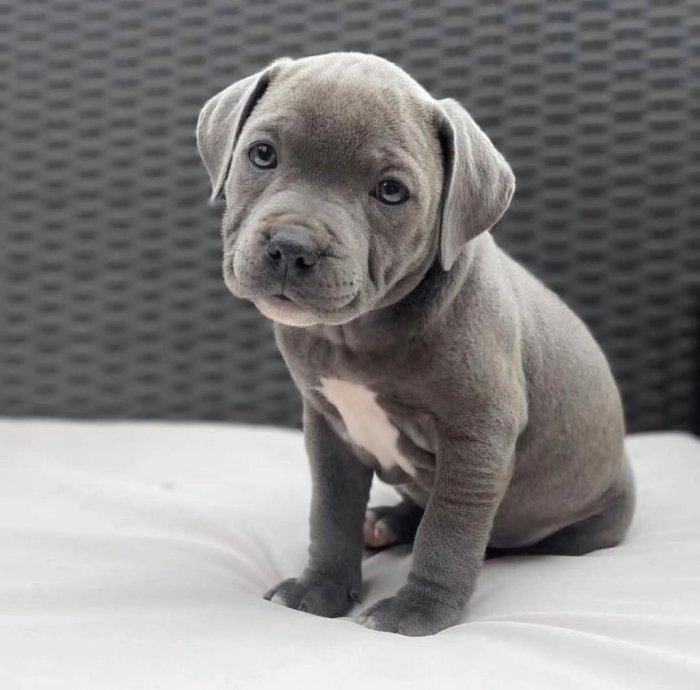 Pitbull terrier bebe gris con blanco 2 meses en adopcion