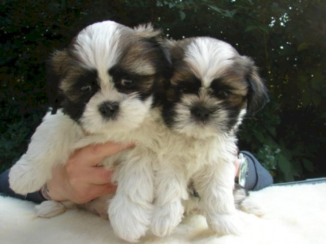 Cachorros shih tzu blanco con negro de 2 meses para la adopción