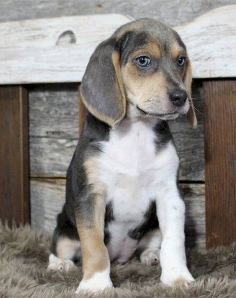 Cachorro beagle black tan negro, blanco y gris sabueso en venta