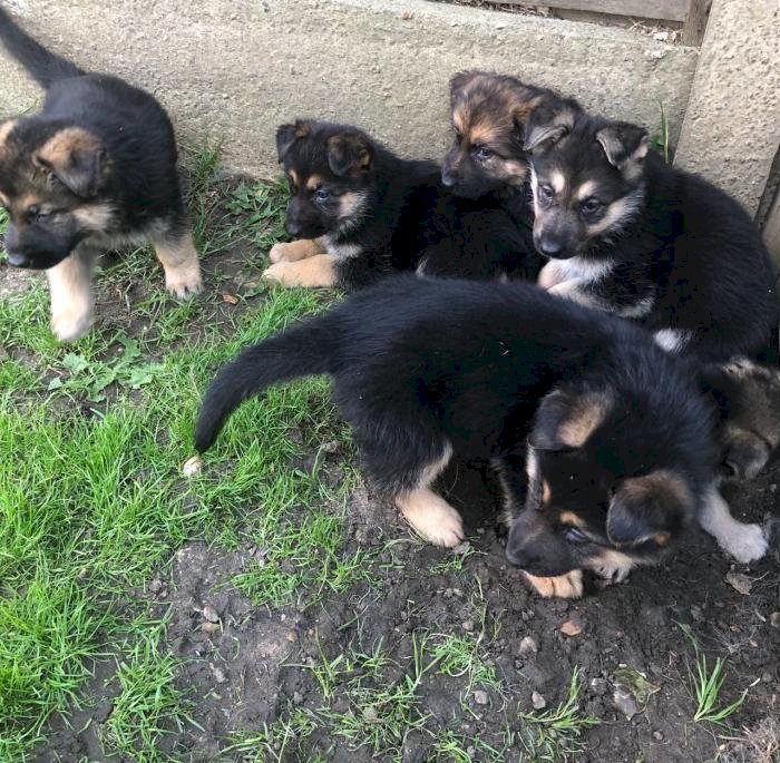 Cachorros de pastor alemán negro para adopción