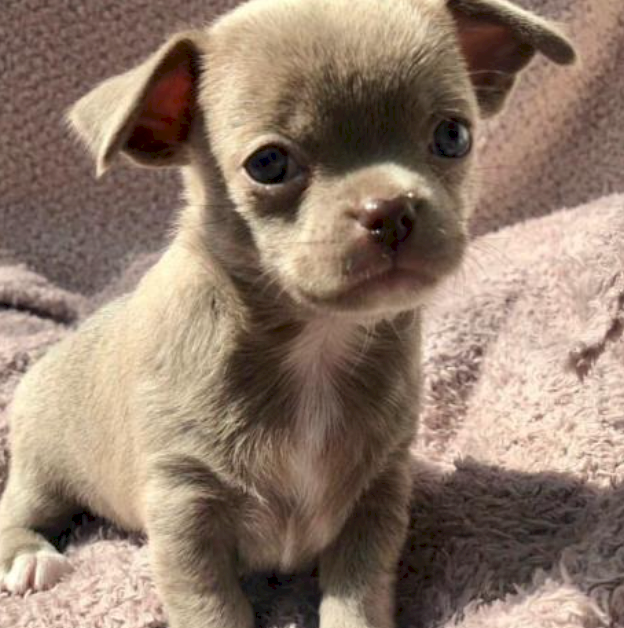 Chihuahua miniatura chocolate gordo adorable bebe registrado y vacunado