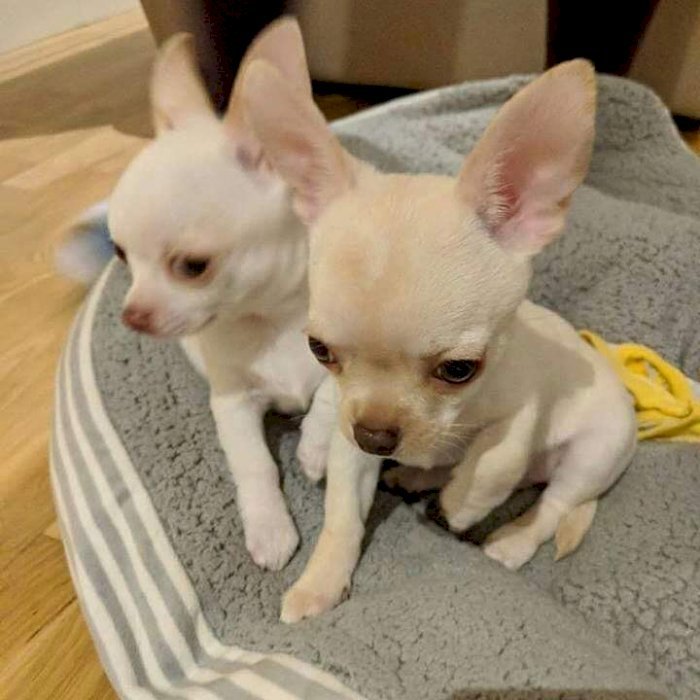 Chihuahua de bolsillo macho y hembra para adopción gratuita