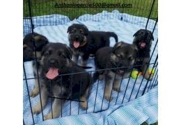Cachorros de pastor alemán negro de 6 meses en adopción