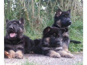 Cachorros pastor alemán belga de 4 meses a precio económico de venta