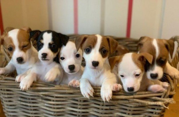 Cachorros Jack Russell Terrier para Adoptar sin Precio