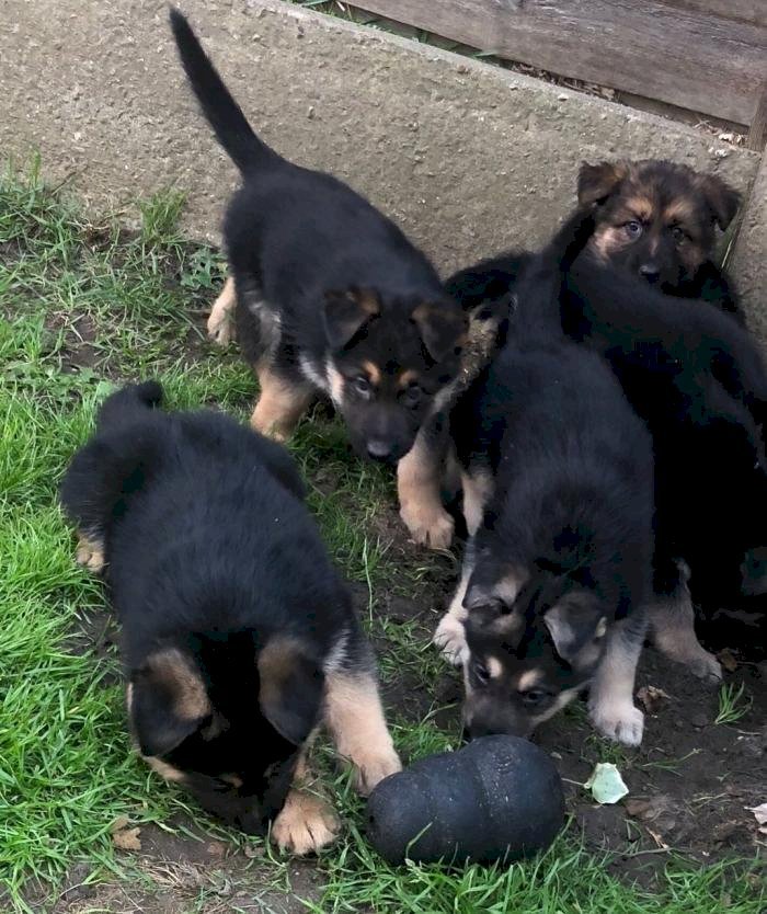 Camada de cachorros de raza pastor alemán de 3 meses en venta