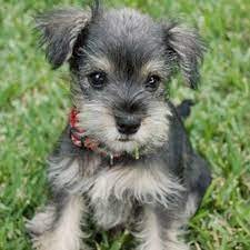 Cachorros schnauzer mini bebe gris en adopción gratuita