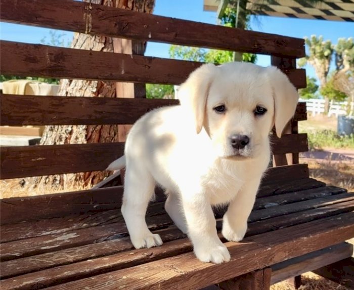 Labrador retriever mini macho de raza barato en venta