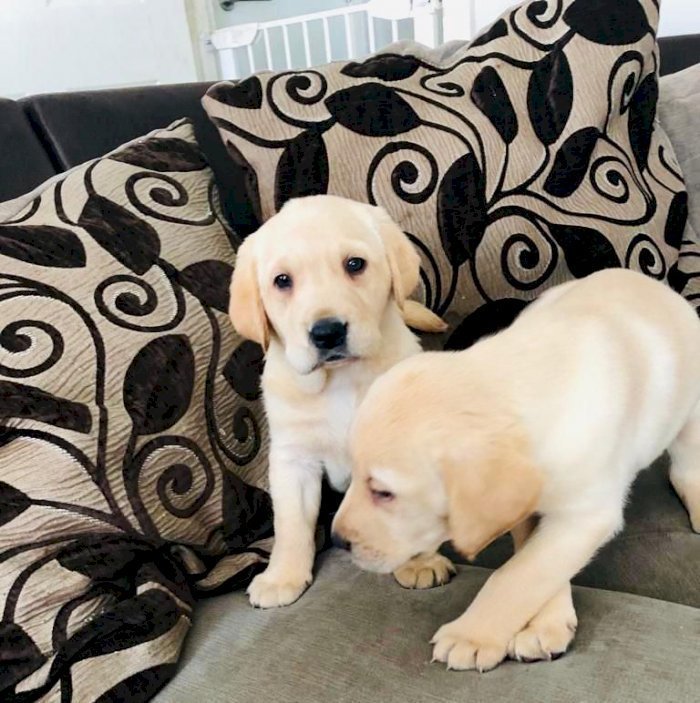 Labrador retriever blanco macho de raza al mejor precio de venta