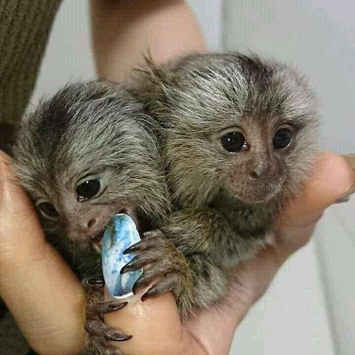 Monos titi pigmeo en venta al mejor precio bebes adorables con sus vacunas