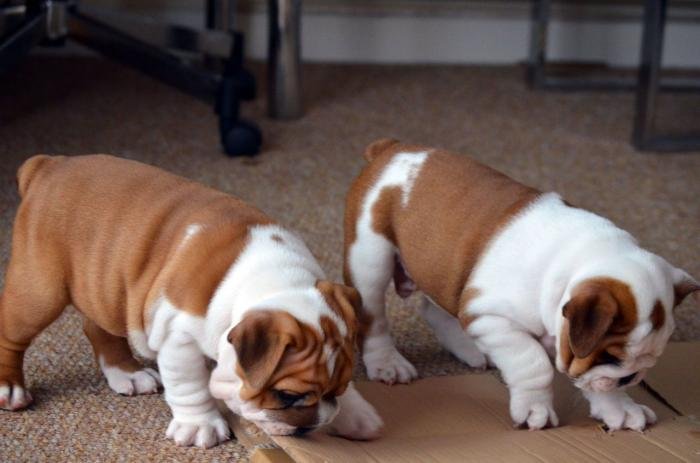 Bulldog ingles americano cachorros de 5 meses en venta