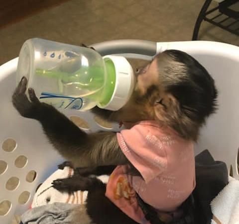 Se venden mono capuchino domésticos pequeños a la venta