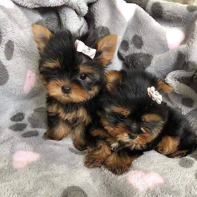 Venta de perros yorkshire mini macho y hembra en buen precio