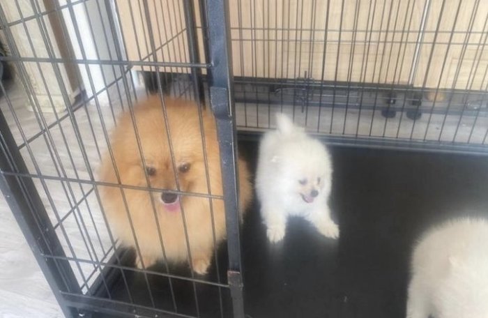 Perrita en Venta de Raza Pomeranian Puppies