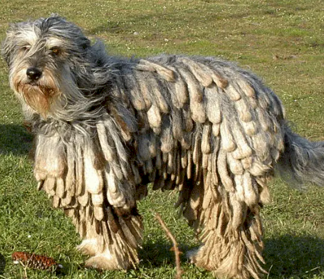 Perro pastor bergamasco hembra de 2 años en venta